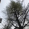 4月12日のこえの画像