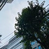 8月8日のこえの画像