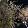 11/12の夜のこえ☆の画像
