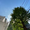 11/11の昼のこえ☆の画像