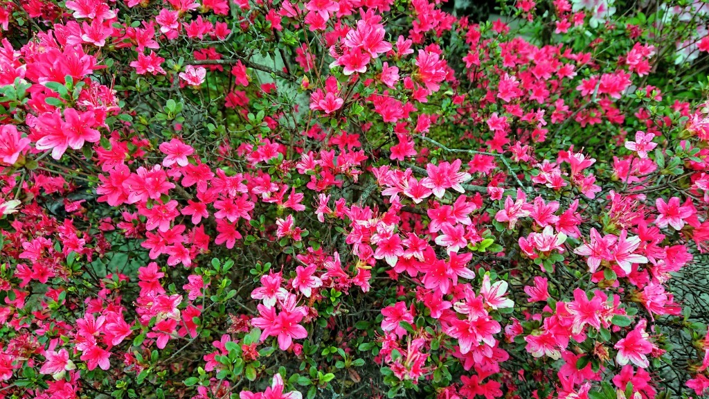 初、声のブログ(歌っちゃいました)の画像