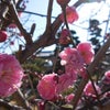 立春を言祝ぎの画像
