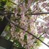 Nocturne  op9.2の画像
