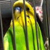 ポポちゃんの画像
