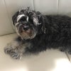 初めての声ブログの画像