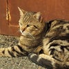 お母さん猫を2ヶ月かかってやっと保護。の画像