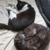 ありがとうございますの画像