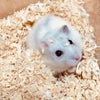 9月9日のこえの画像