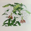 「いのちの花　希望のうた」第三章　踏みだすからの画像