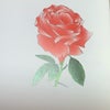 いにちの花希望のうた　第5章　はたらく　赤い薔薇(スーパースター)の画像