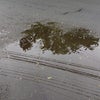 4/25 ともみんのキラめく電波予報の画像