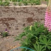 4/20 ともみんのキラめく電波予報♪の画像