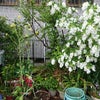 4/8 ともみんのきらめく電波予報♪の画像
