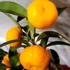 大和橘の画像