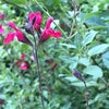 10月25日のこえ　乳房再建についての画像