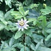 10月22日のこえ　寒くて生野菜が食べられぬの画像