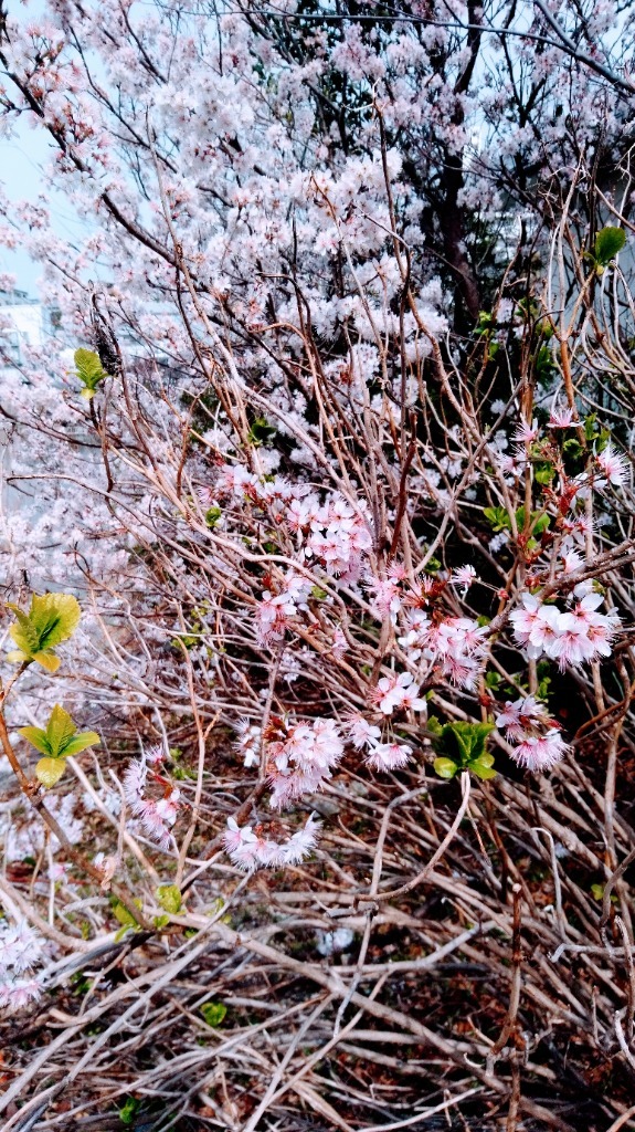 嵐の前の静けさかな～の画像