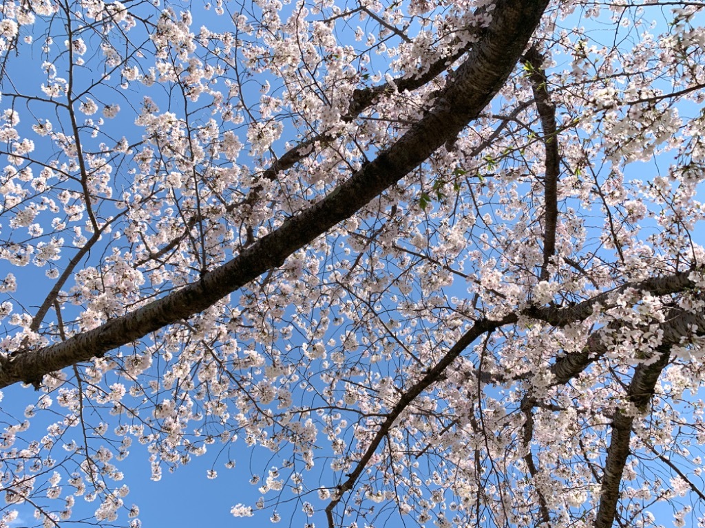 延命処置ではなく持続的な未来への画像