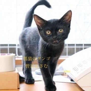 黒猫のタンゴの新着記事 アメーバブログ アメブロ