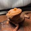 1月26日のこえの画像