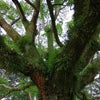自分で自分に許可出してみました。宇宙語で声ブログアップしてみます。※音叉のボリューム注意の画像
