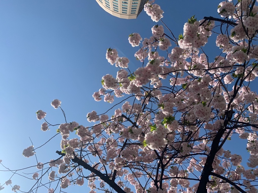 4月12日のこえの画像