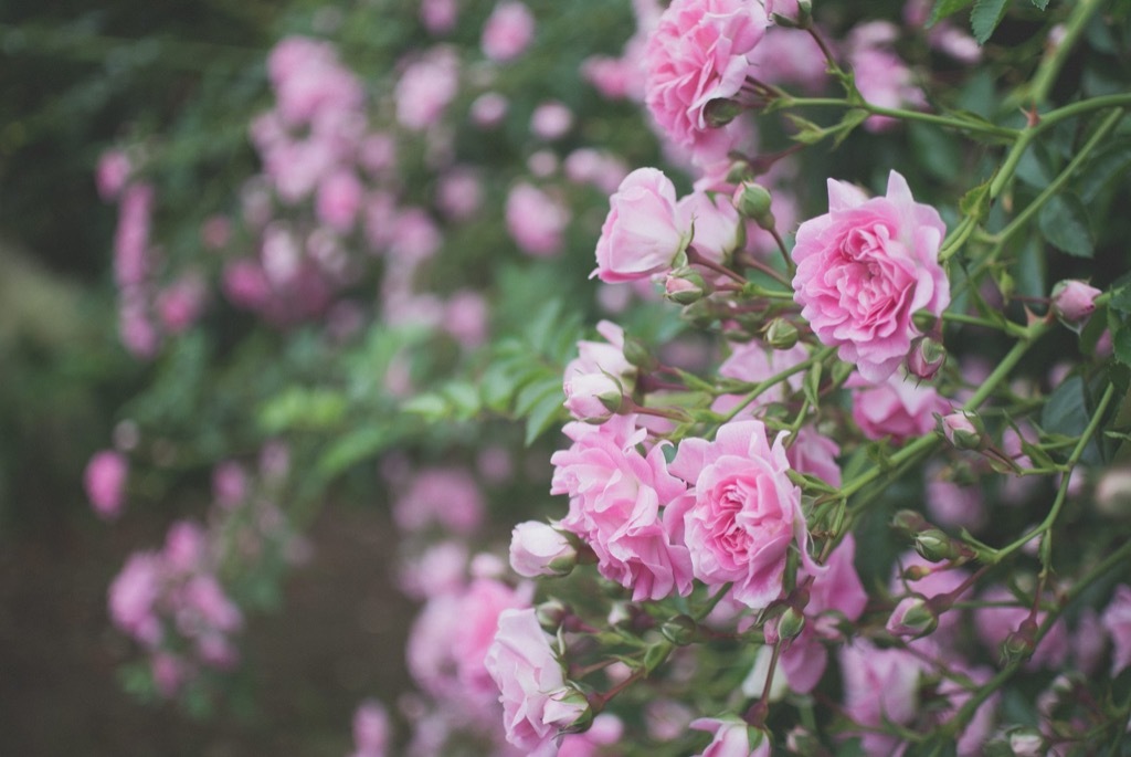 ♡【こえのBlog】新しい生活に大切なこと♡の画像