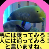 海水魚さんのイジケ方のサムネイル画像