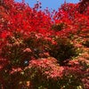11月11日のこえの画像